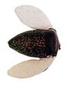 Спиннербэйты фирмы yakima bait. Расцветка GPUR
